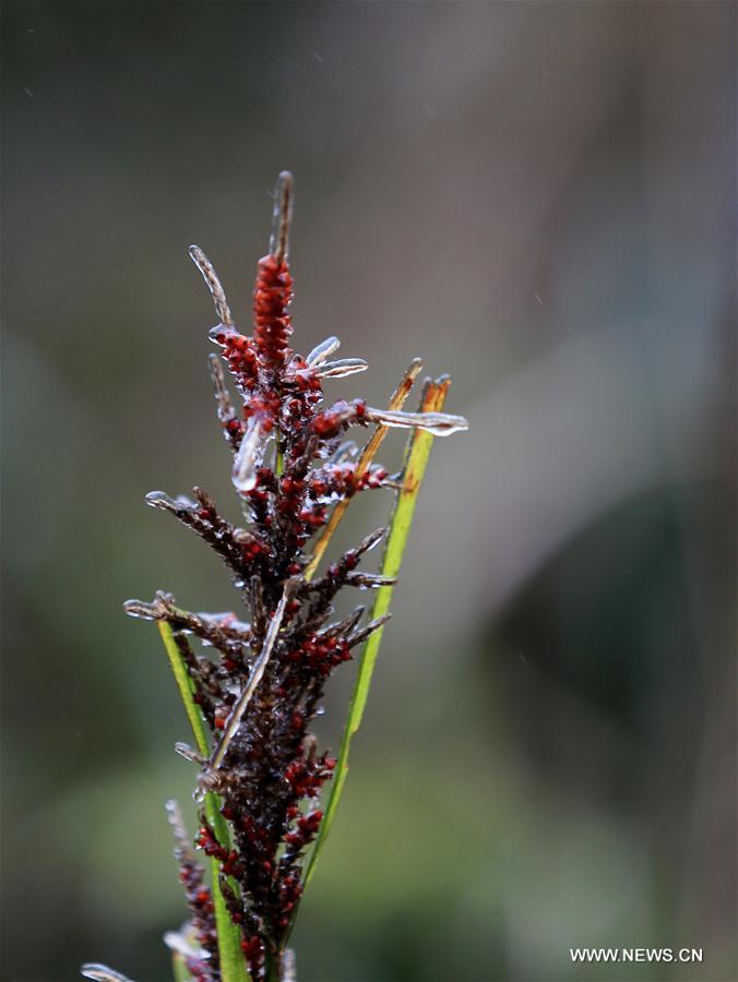 #CHINA-GUANGXI-ICICLE(CN)