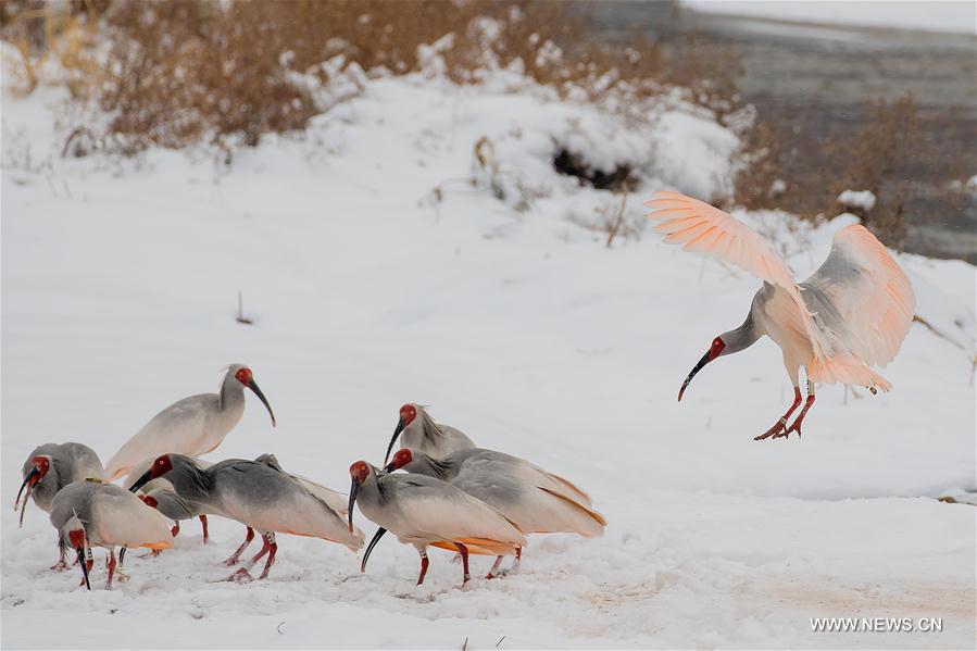 #CHINA-SHAANXI-WILD CRESTED IBIS (CN)