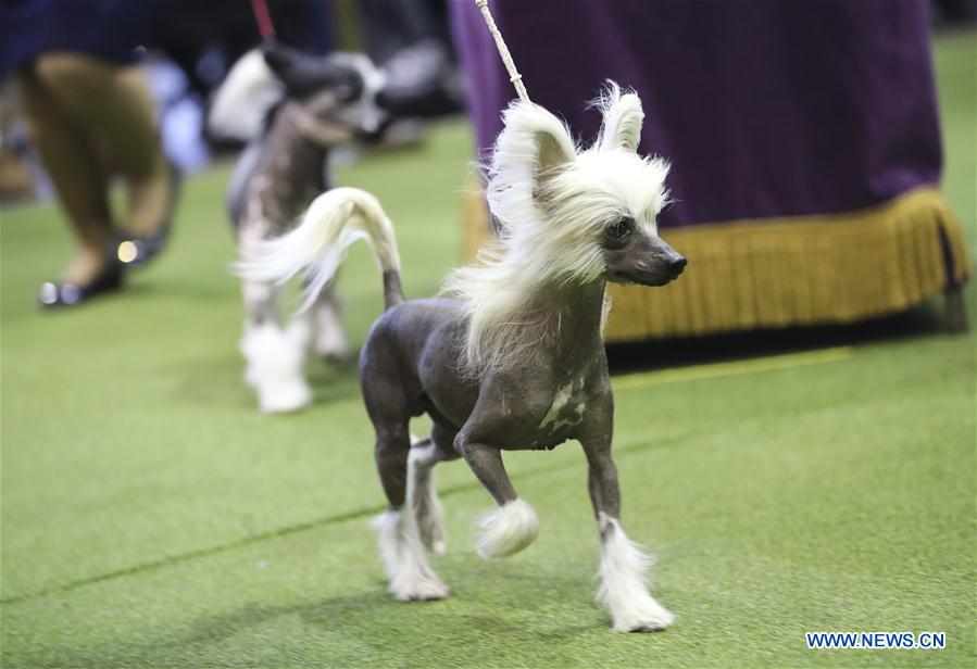 U.S.-NEW YORK-DOG SHOW