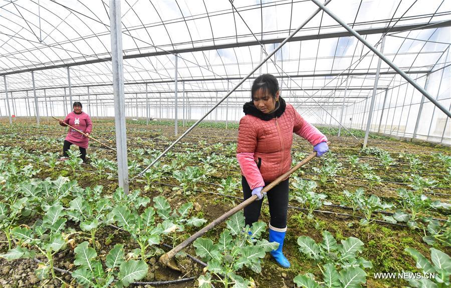 #CHINA-EARLY SPRING-AGRICULTURE (CN)