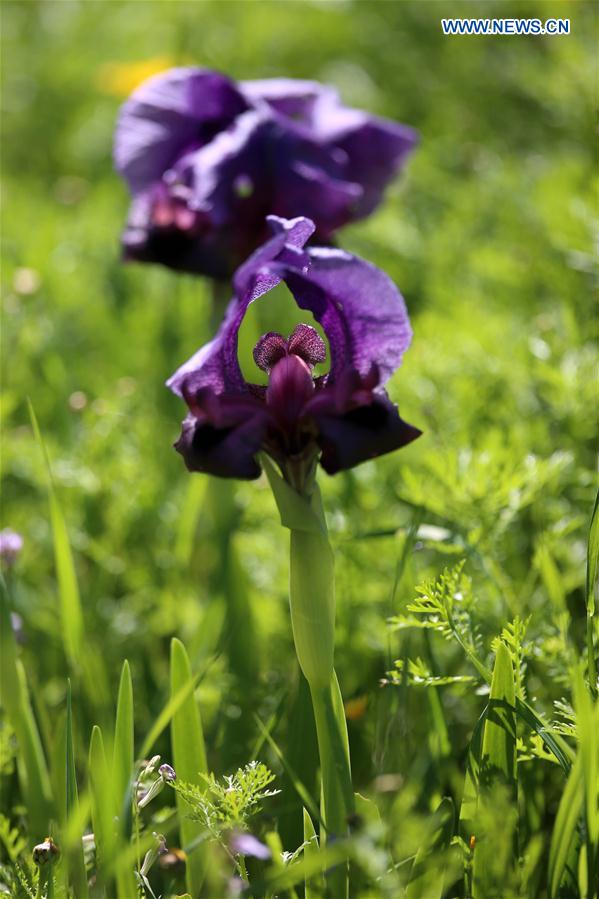 MIDEAST-JENIN-FLOWER-FAQQUA IRIS