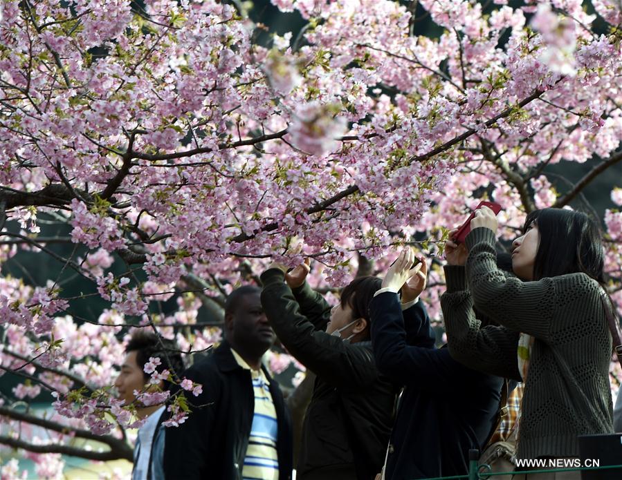 JAPAN-SHIZUOKA-CHERRY BLOSSOMS