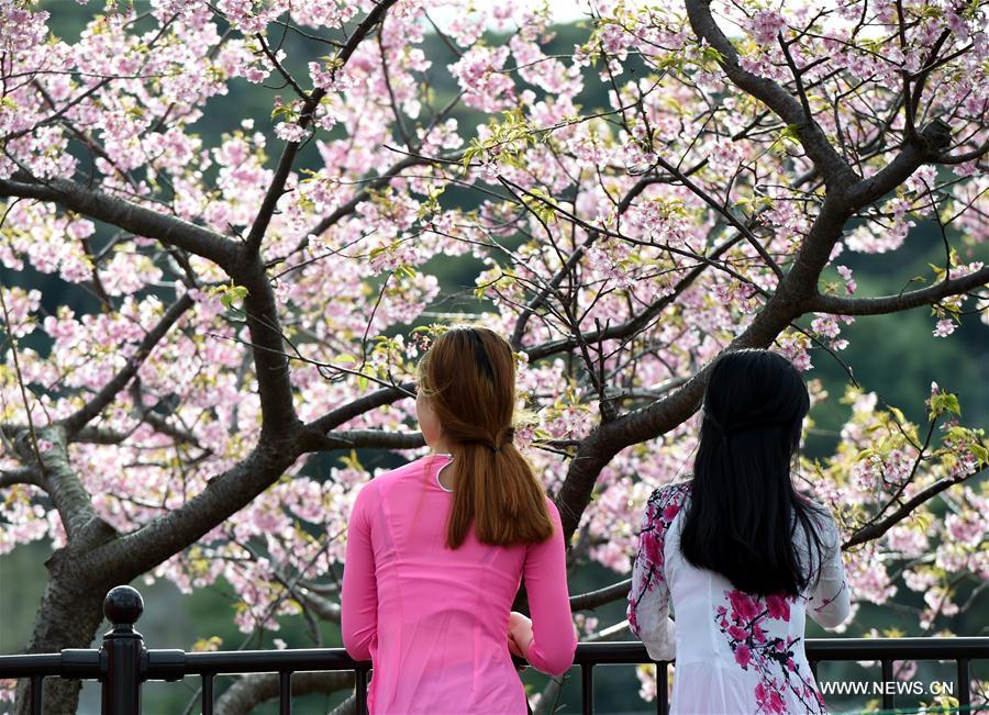 JAPAN-SHIZUOKA-CHERRY BLOSSOMS