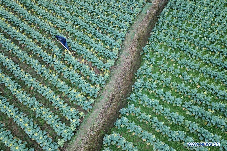 CHINA-JINGZHE-FARM WORK (CN) 