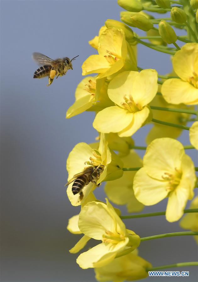 CHINA-JIANGXI-RAPE FLOWER-HONEY BEE-RESEARCH (CN)