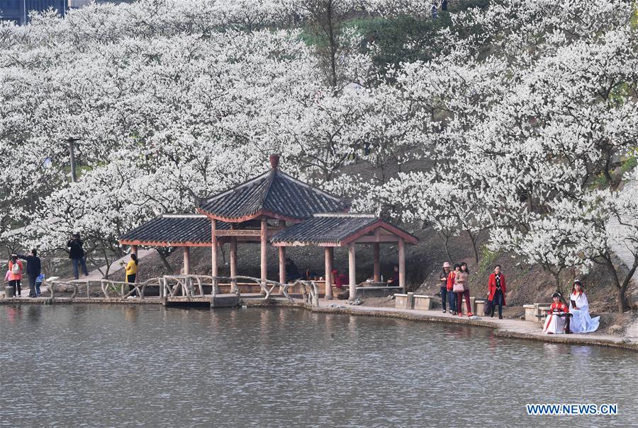 CHINA-CHONGQING-PLUM BLOSSOMS (CN)