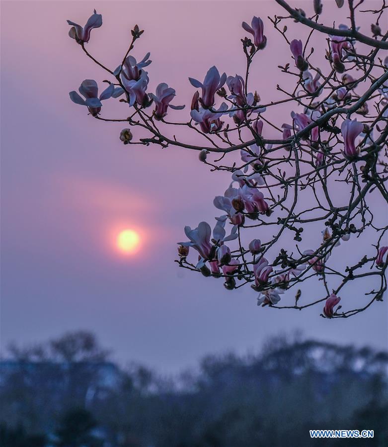 CHINA-BEIJING-SPRING-MAGNOLIA (CN)