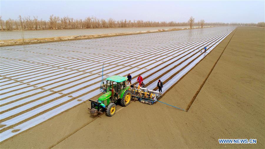 #CHINA-XINJIANG-COTTON-SEEDING (CN)