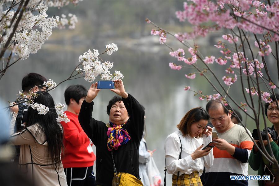 CHINA-BEIJING-CHERRY BLOSSOM (CN)