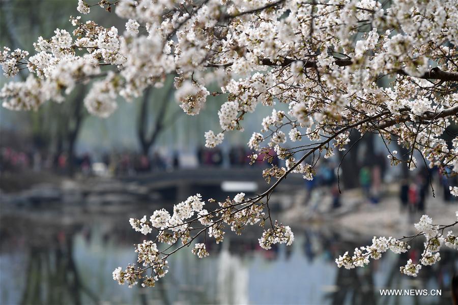 CHINA-BEIJING-CHERRY BLOSSOMS (CN)