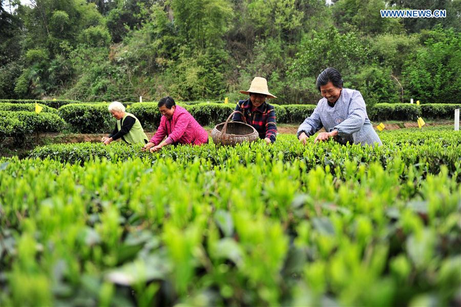 #CHINA-SPRING-TEA PICKING (CN)