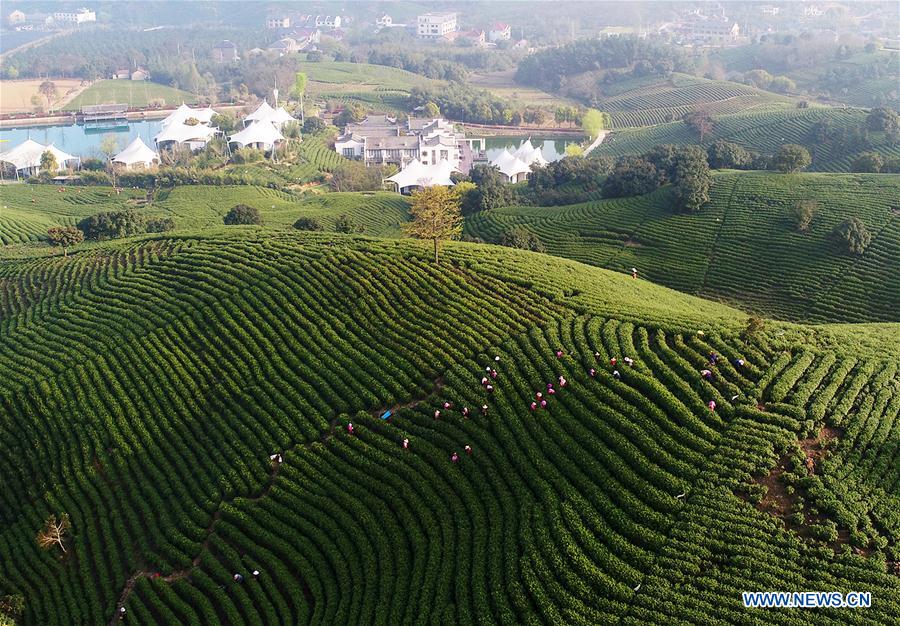 #CHINA-ZHEJIANG-ANJI-WHITE TEA-PICKING (CN)