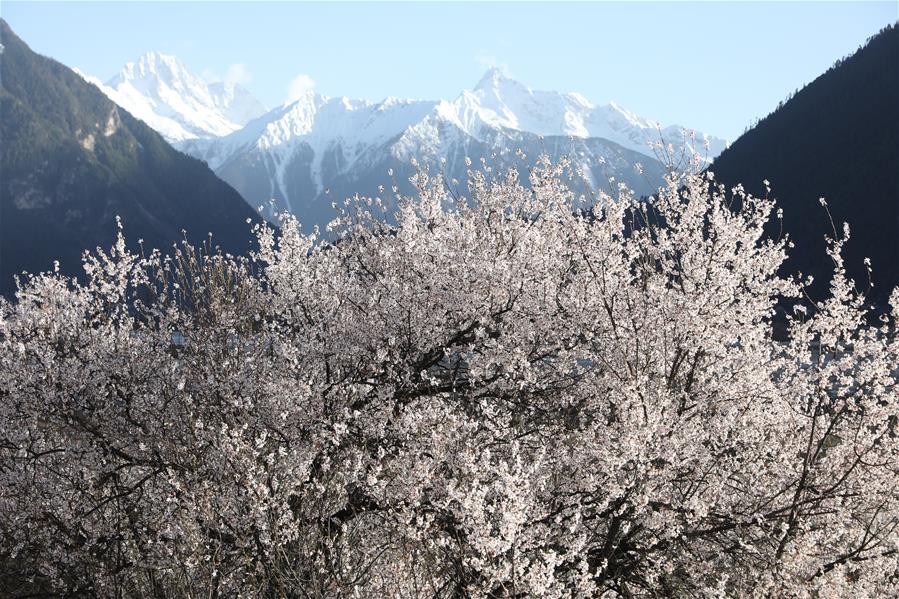 CHINA-TIBET-BOMI-PEACH BLOSSOM (CN)