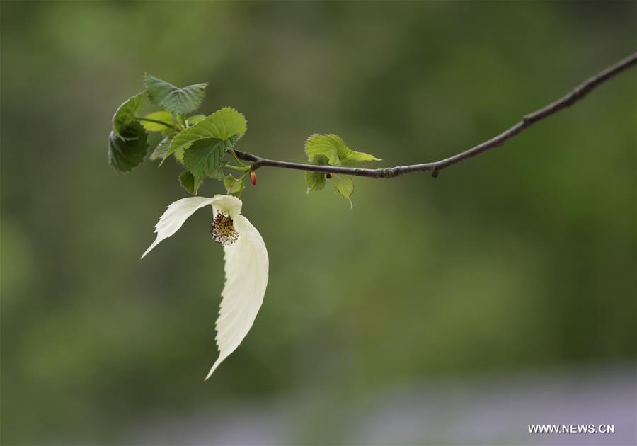 #CHINA-CHINESE DOVE TREE-FLOWERS (CN)