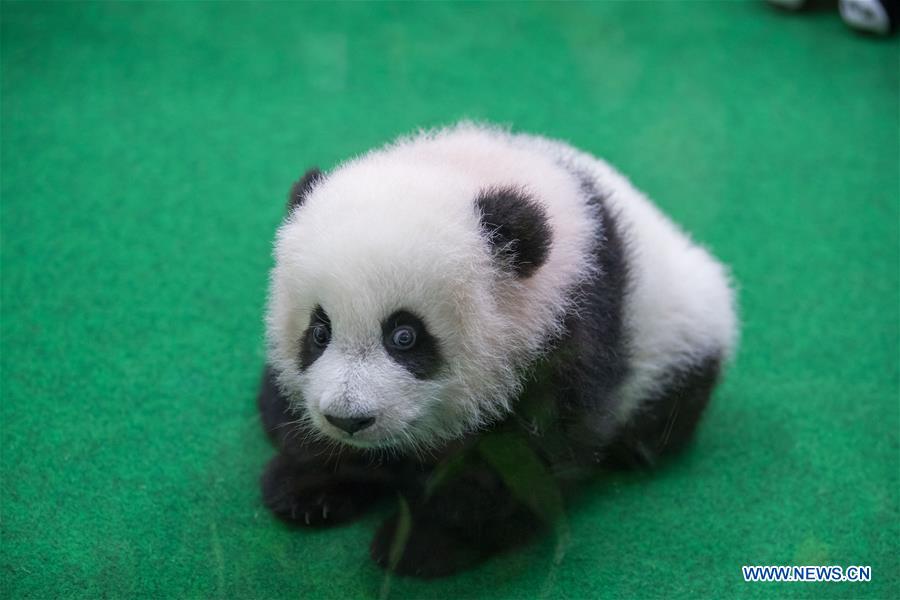 MALAYSIA-KUALA LUMPUR-CHINA-GIANT PANDA CUB-DEBUT