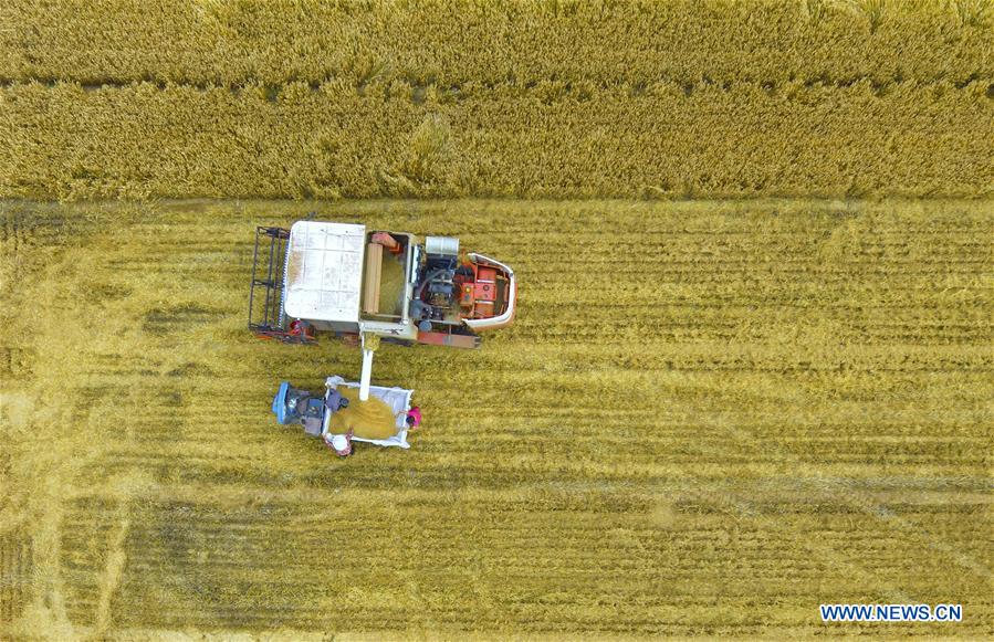 #CHINA-AGRICULTURE-WHEAT-HARVEST (CN)