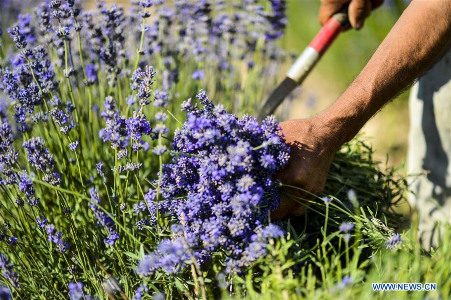 CHINA-XINJIANG-LAVENDER-HARVEST (CN) 