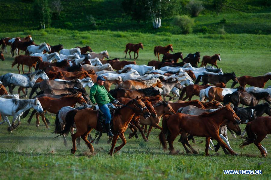 CHINA-INNER MONGOLIA-GRASSLAND-HORSES (CN)