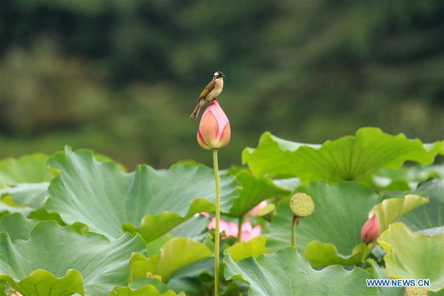 #CHINA-SUMMER-LOTUS (CN)