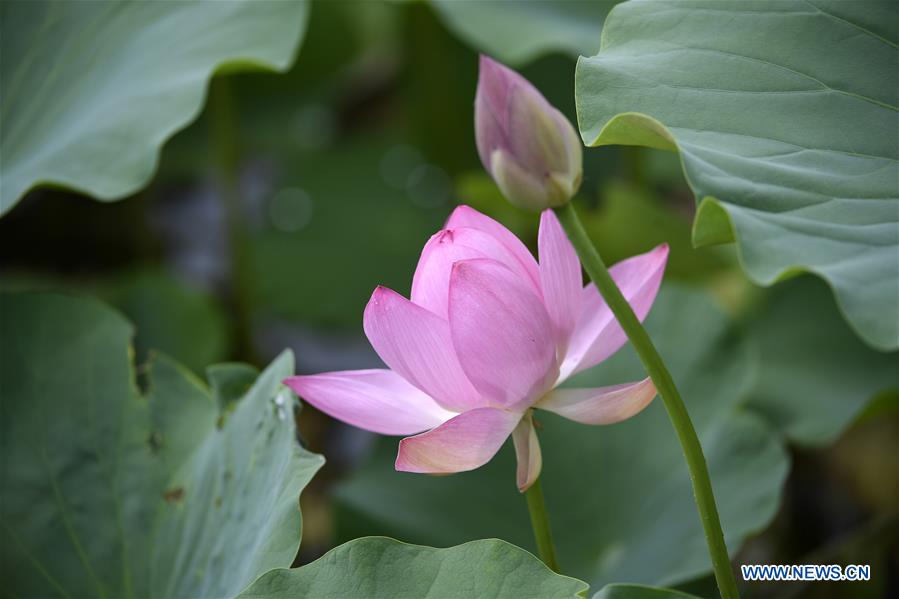 CHINA-NINGXIA-LOTUS FLOWER (CN)