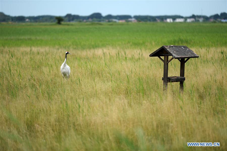 CHINA-HEILONGJIANG-QIQIHAR-NATURE RESERVE (CN)