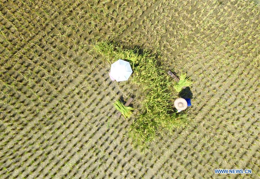 #CHINA-GUANGXI-SANJIANG-SYMBIOTIC SYSTEM AGRICULTURE-HARVEST (CN)