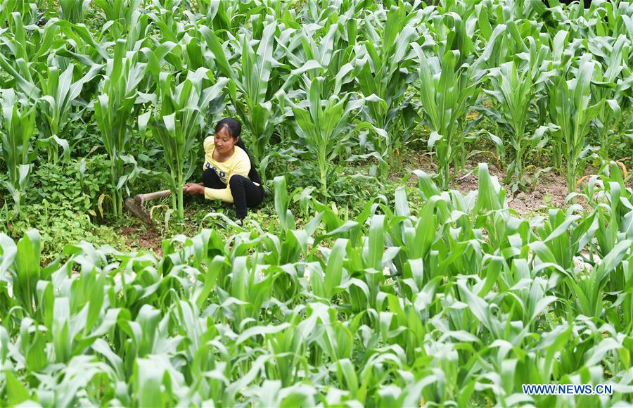 CHINA-CHONGQING-DISABLED FEMALE FARMER (CN)