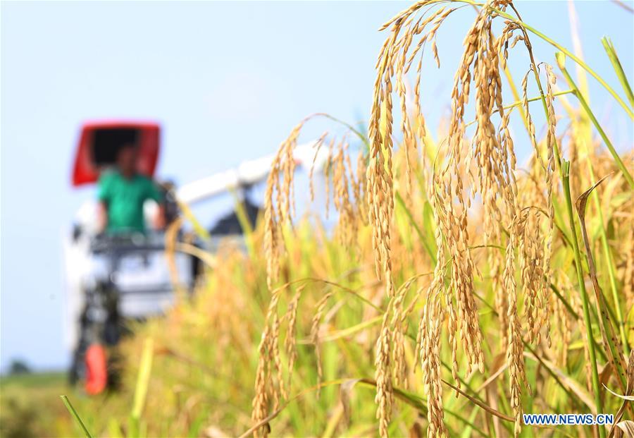 #CHINA-END OF SUMMER-AGRICULTURE(CN)