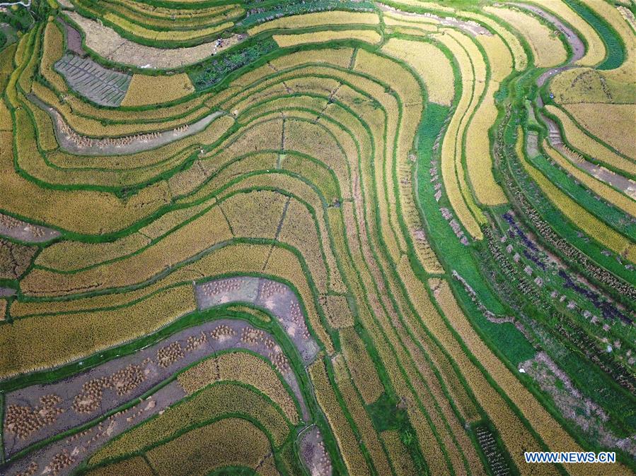 #CHINA-GUIZHOU-DANZHAI-TERRACED FIELDS (CN)