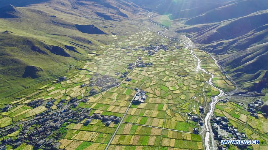 CHINA-TIBET-HIGHLAND BARLEY-HARVEST (CN)