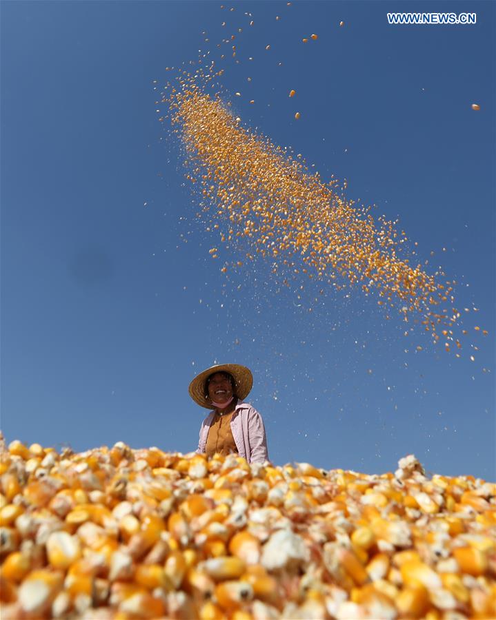 #CHINA-SHANDONG-HARVEST (CN)