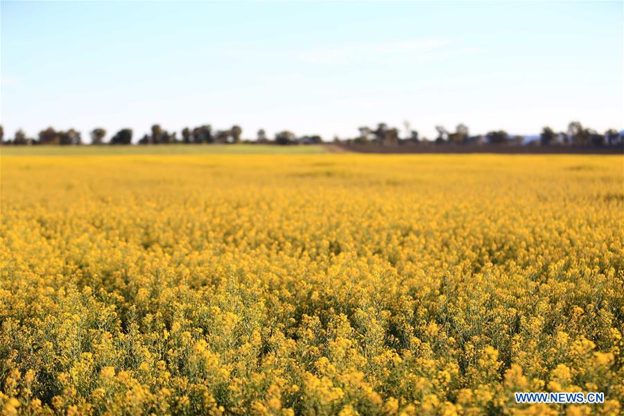 AUSTRALIA-CANBERRA-FLOWERS