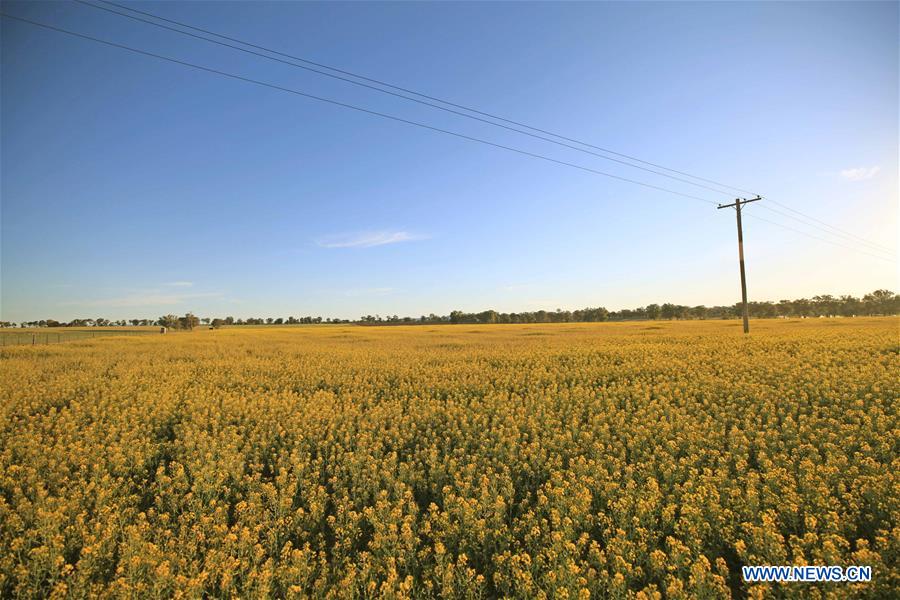 AUSTRALIA-CANBERRA-FLOWERS