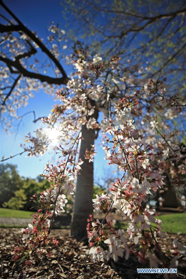 AUSTRALIA-CANBERRA-JAPANESE GARDEN