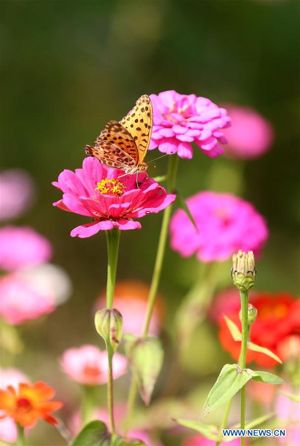 #CHINA-AUTUMN-FLOWERS(CN)