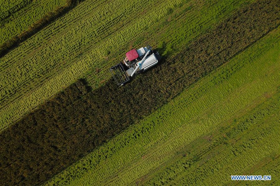 CHINA-ZHEJIANG-HUZHOU-RICE-HARVEST (CN)