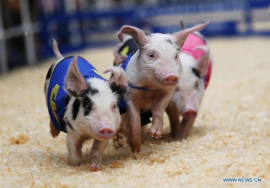 U.S.-LOS ANGELES-PIGGY-RACE