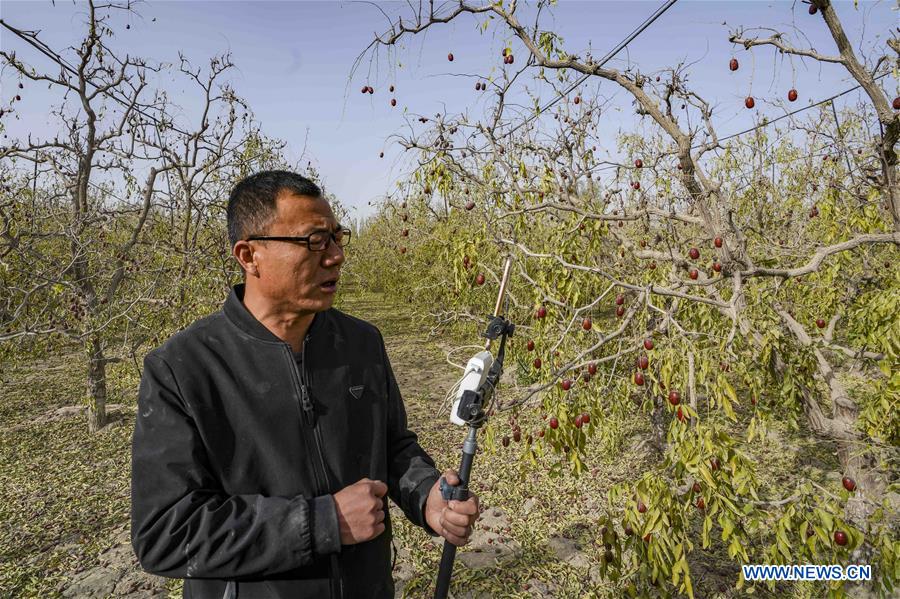 CHINA-XINJIANG-RUOQIANG-RED DATE-HARVEST (CN)