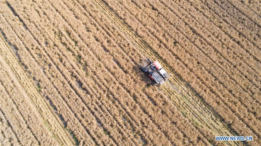 #CHINA-RICE-HARVEST (CN)