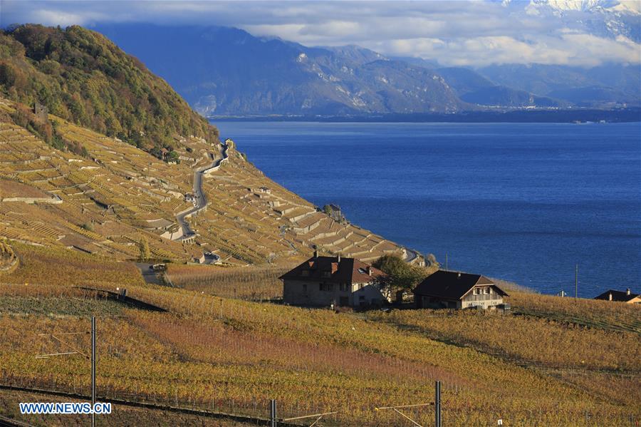 SWITZERLAND-LAVAUX-VINEYARDS-AUTUMN SCENERY