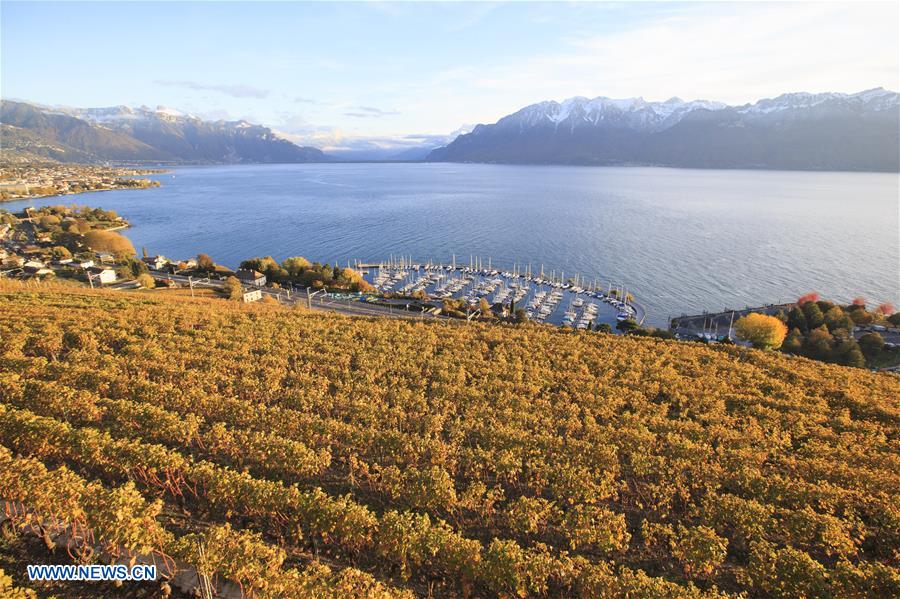 SWITZERLAND-LAVAUX-VINEYARDS-AUTUMN SCENERY