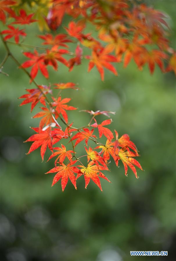 #CHINA-HUBEI-AUTUMN SCENERY (CN)