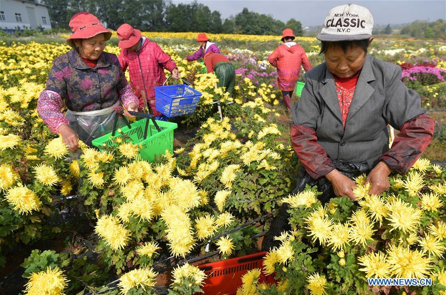 CHINA-JIANGXI-NANCHANG-CHRYSANTHEMUM INDUSTRY (CN)