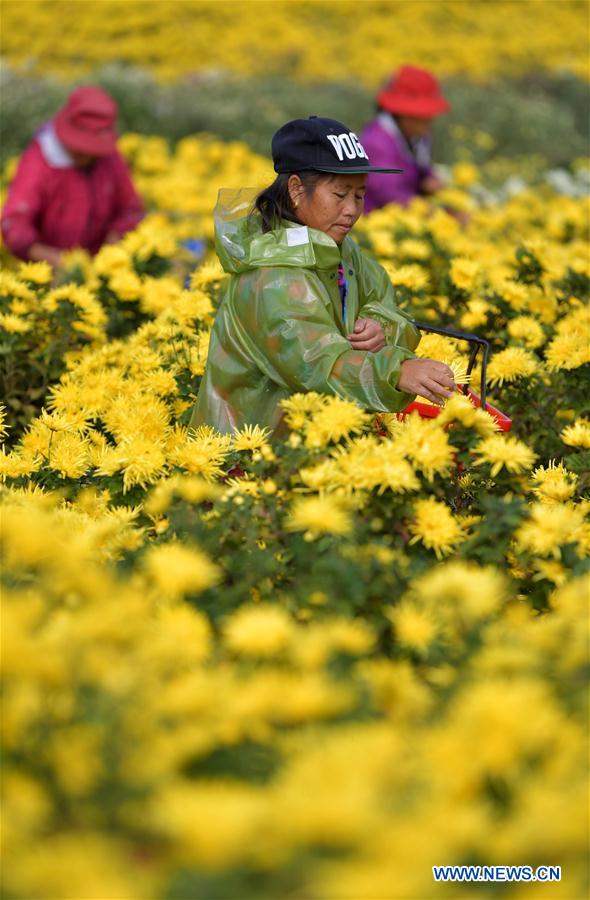 CHINA-JIANGXI-NANCHANG-CHRYSANTHEMUM INDUSTRY (CN)