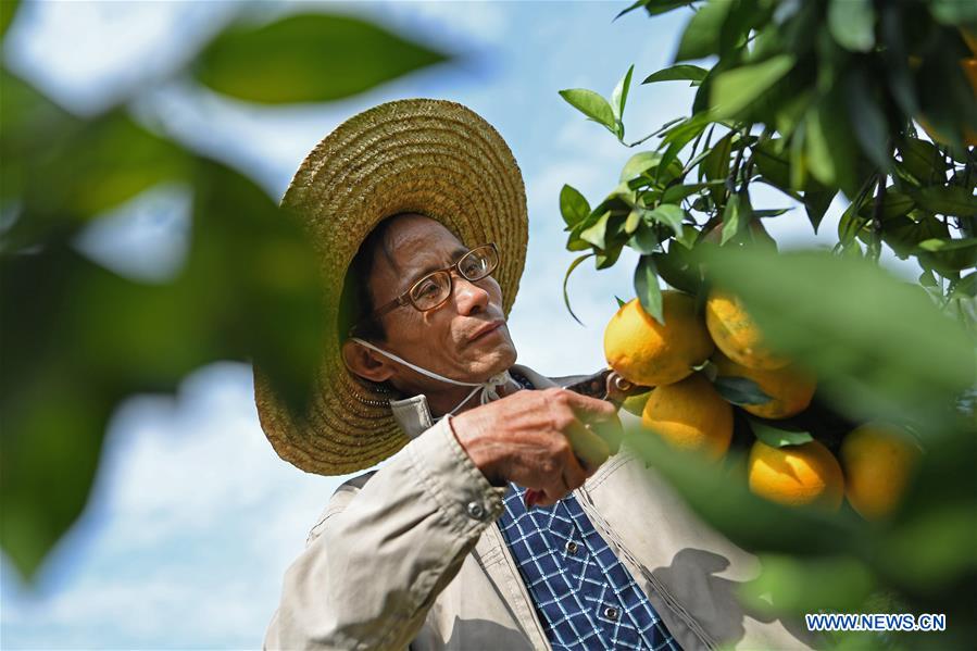 CHINA-JIANGXI-NAVEL ORANGE-HARVEST(CN)