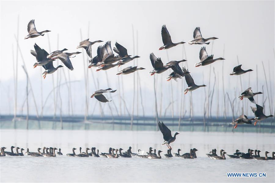 #CHINA-JIANGSU-XUYI-MIGRATORY BIRDS (CN)