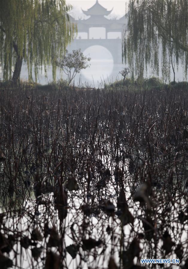 #CHINA-JIANGSU-WITHERED LOTUS (CN)