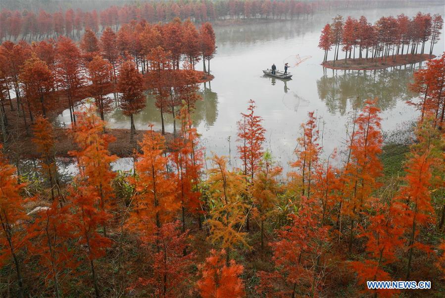 #CHINA-JIANGSU-REDWOOD-SCENERY (CN) 