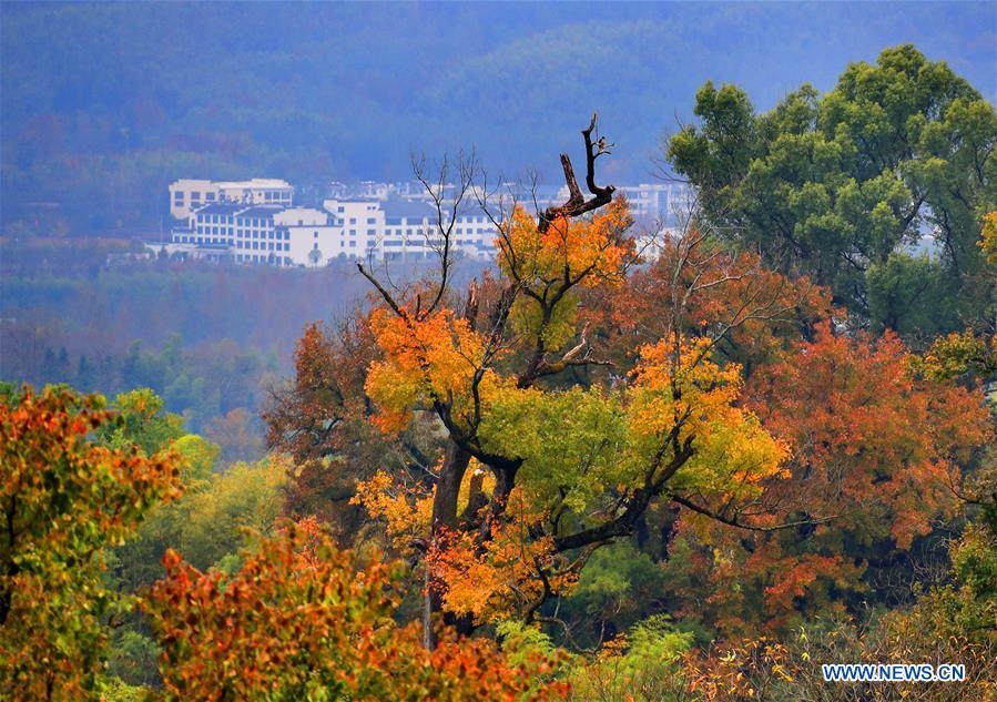 #CHINA-ANHUI-RURAL SCENERY (CN)