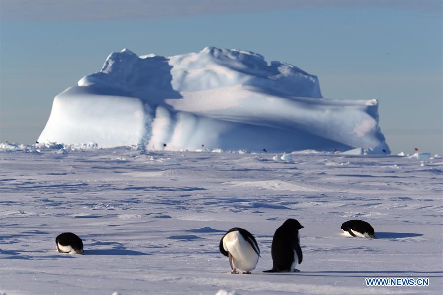 ANTARCTICA-XUELONG-ZHONGSHAN STATION-PENGUINS 